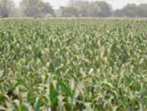 Baby corn field cultivated with HM 4 hybrid