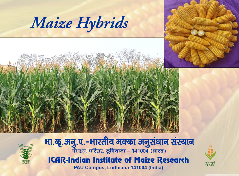 Maize Hybrids
