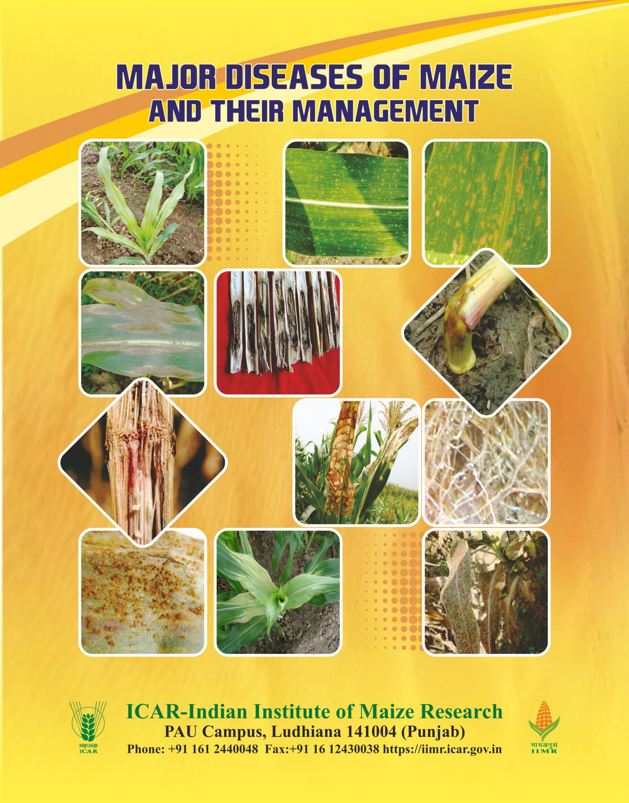 Major Diseases of Maize and their Management